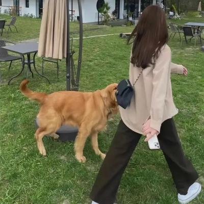 雾中之犬
